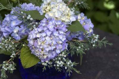 Hydrangea macrophylla Endless Summer